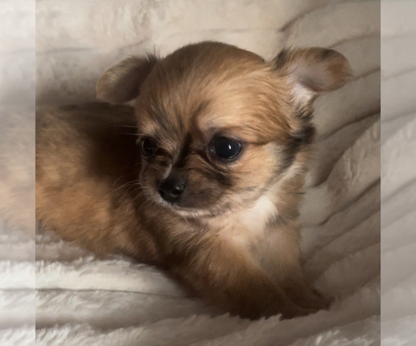 Medium Photo #8  Breeder Profile in ADAMSVILLE, TN, USA