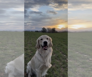 Golden Retriever Dog Breeder near BUTNER, NC, USA