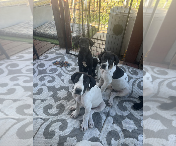 Medium Photo #19  Breeder Profile in ORR, MN, USA