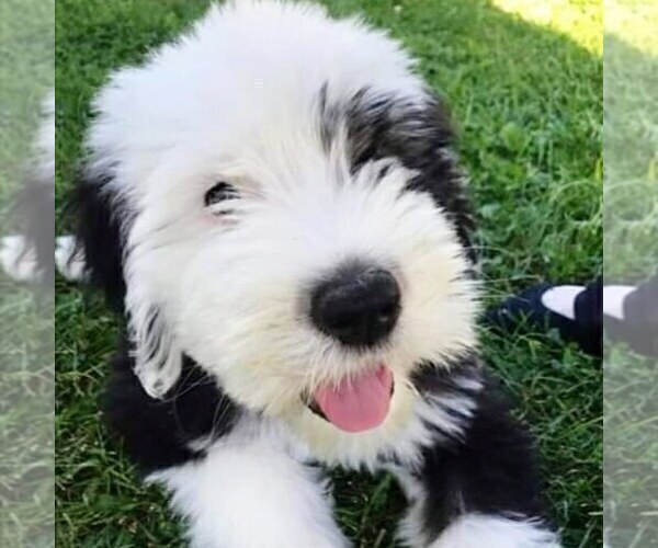 Medium Photo #1  Breeder Profile in AVILLA, IN, USA