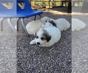 Medium Breeder Profile Photo