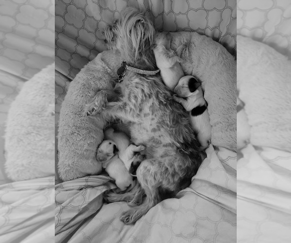 Medium Photo #31  Breeder Profile in FARMINGTON, MN, USA