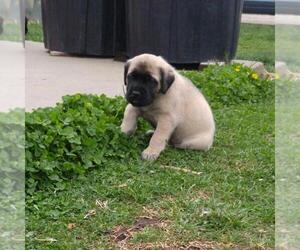 Mastiff Dog Breeder near FRIEND, NE, USA