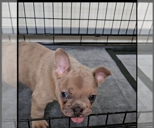 French Bulldog Dog Breeder near HANOVER, MD, USA