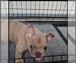 Small breeder photo