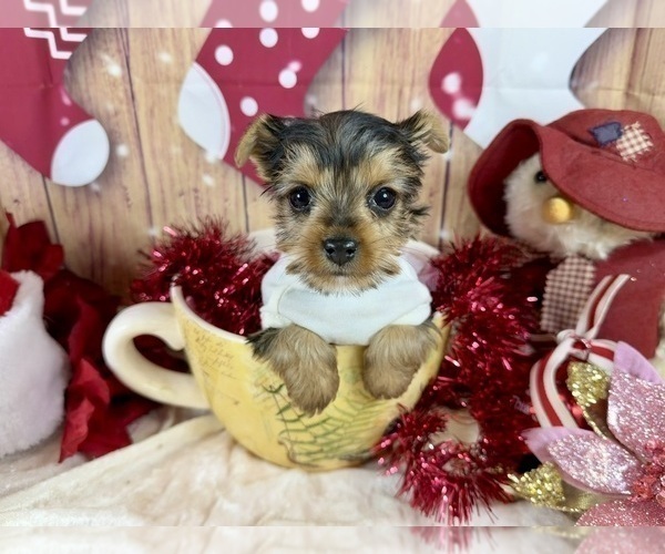 Medium Photo #4  Breeder Profile in CASSVILLE, MO, USA