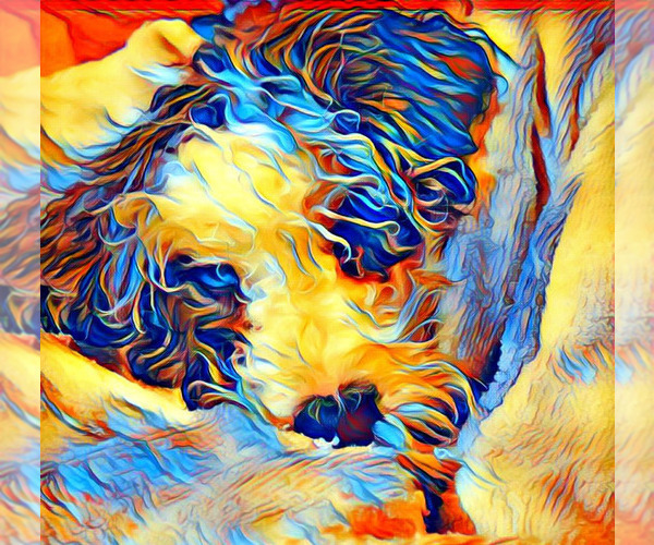 Medium Photo #1  Breeder Profile in REDDING, CA, USA