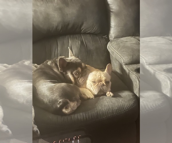 Medium Photo #8  Breeder Profile in BIG RAPIDS, MI, USA