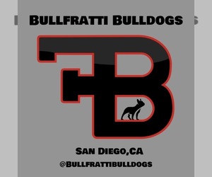 French Bulldog Dog Breeder in CHULA VISTA,  USA