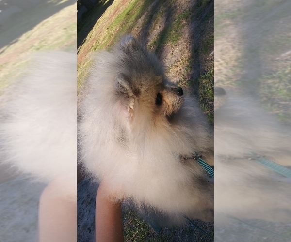 Medium Photo #1  Breeder Profile in TITUSVILLE, FL, USA