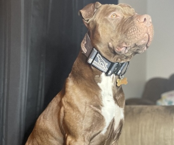 Medium Photo #1  Breeder Profile in IRONDEQUOIT, NY, USA