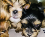 Small #1 Breeder Profile image