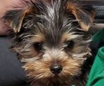 Small breeder photo