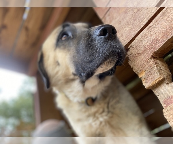 Medium Photo #1  Breeder Profile in CANDLER, NC, USA