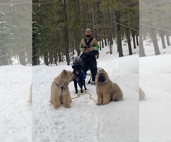 Medium Photo #6  Breeder Profile in BEULAH, CO, USA