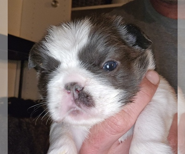 Medium Photo #6  Breeder Profile in FENTON, MO, USA