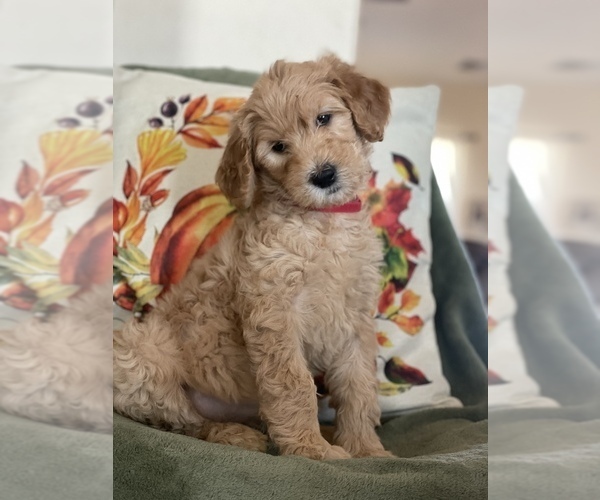 Medium Photo #1  Breeder Profile in WITTMANN, AZ, USA