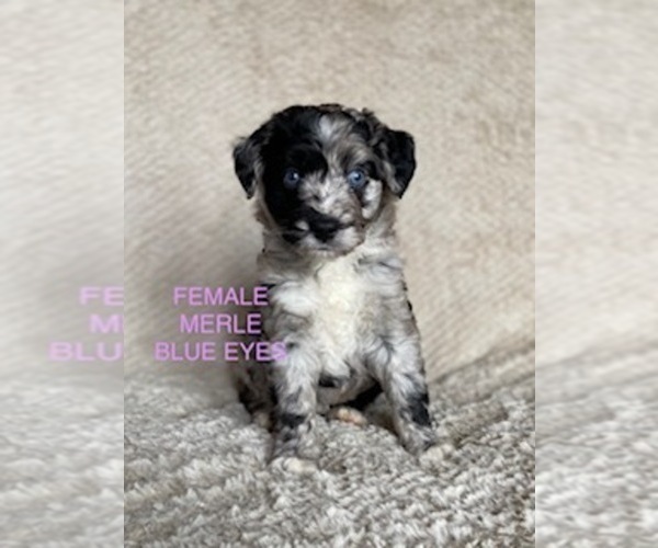 Medium Photo #1  Breeder Profile in PURDON, TX, USA