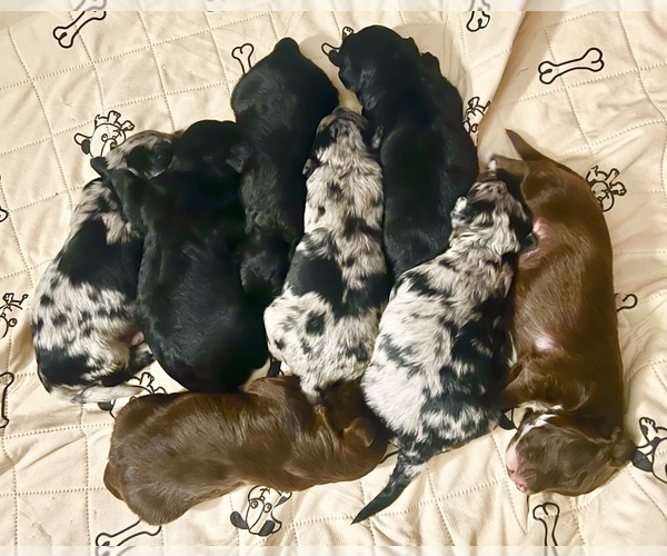 Medium Photo #1  Breeder Profile in ELMER, NJ, USA
