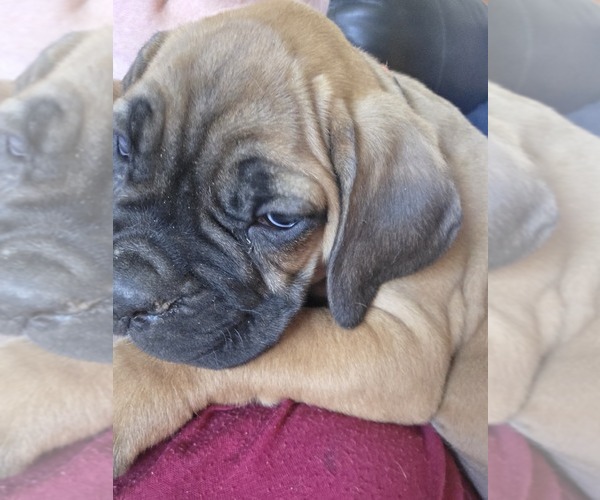 Medium Photo #28  Breeder Profile in BLANCA, CO, USA