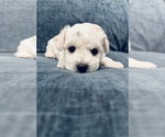 Small #7 Breeder Profile image