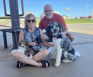 Bernedoodle Dog Breeder near LUBBOCK, TX, USA