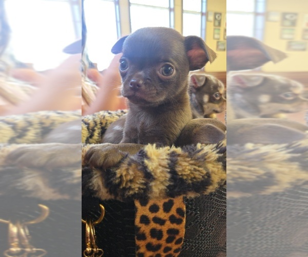 Medium Photo #4  Breeder Profile in WELLINGTON, OH, USA