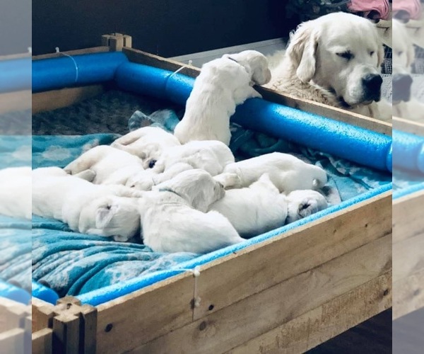 Medium Photo #2  Breeder Profile in MEDFORD TOWNSHIP, NJ, USA