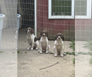 German Shorthaired Pointer Dog Breeder near ORCHARD PARK, NY, USA