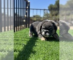 Small #2 Breeder Profile image
