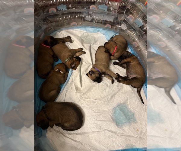 Medium Photo #11  Breeder Profile in JACKSONVILLE, FL, USA