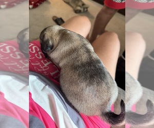 Pug Dog Breeder near SANTA FE SPRINGS, CA, USA