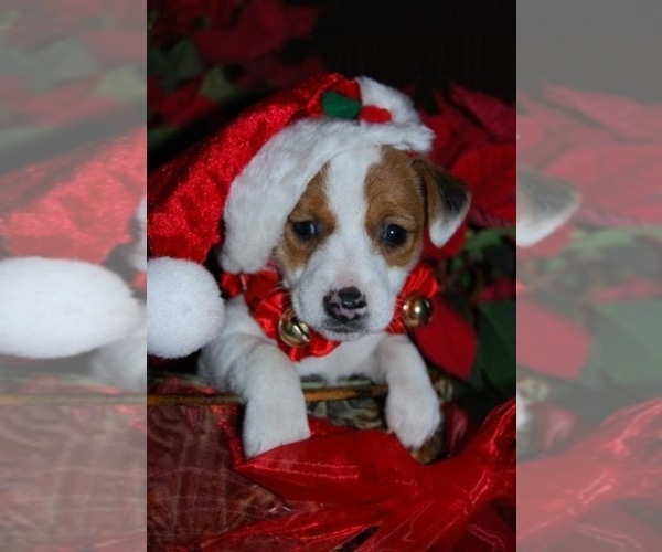 Medium Photo #17  Breeder Profile in MABLETON, GA, USA
