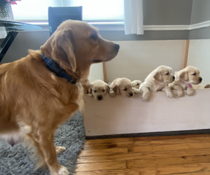 Golden Retriever Dog Breeder near DREXEL HILL, PA, USA