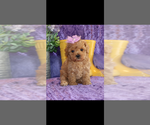 Small #1 Breeder Profile image
