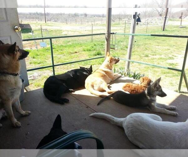 Medium Photo #1  Breeder Profile in MILLSAP, TX, USA