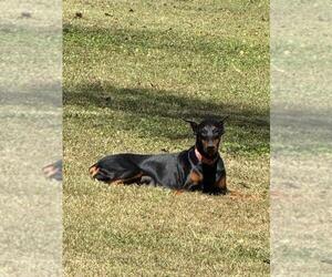 Doberman Pinscher Dog Breeder near HUNTSVILLE, AL, USA