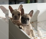 Small breeder photo