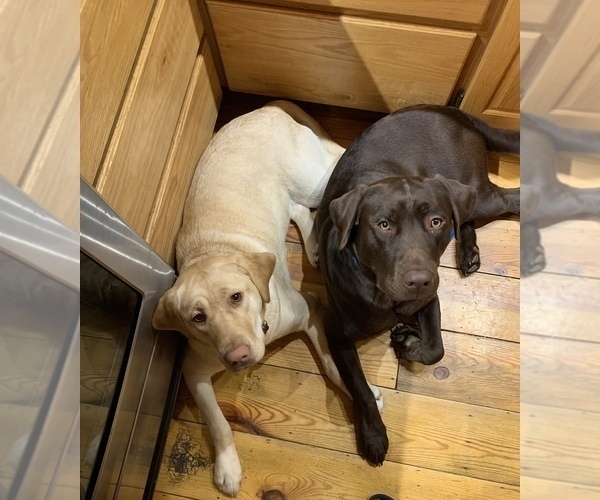 Medium Photo #1  Breeder Profile in OROVILLE, WA, USA