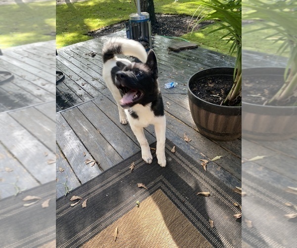 Medium Photo #49  Breeder Profile in MCDONOUGH, GA, USA