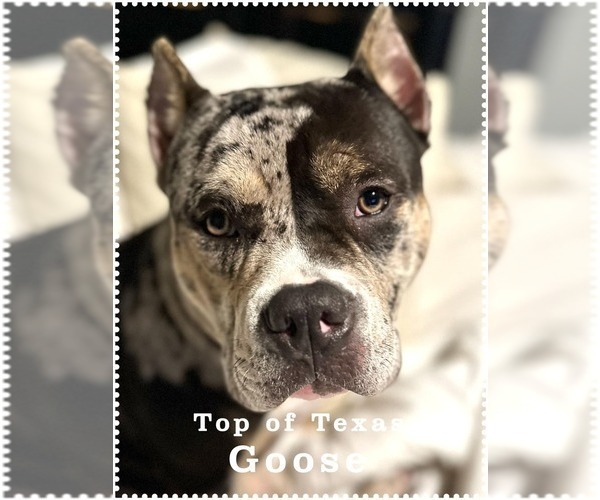 Medium Photo #4  Breeder Profile in HOWE, TX, USA