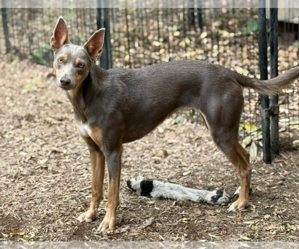 Medium Photo #9  Breeder Profile in CAMAS, WA, USA