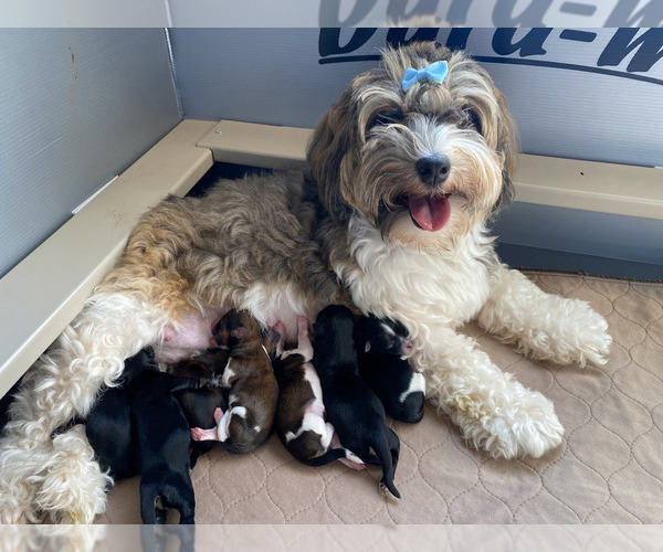 Medium Photo #4  Breeder Profile in REDONDO BEACH, CA, USA