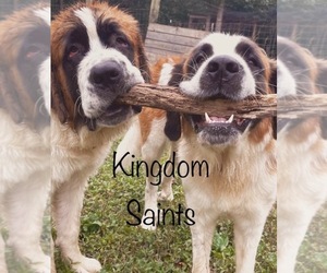 Saint Bernard Dog Breeder near LOUISA, VA, USA