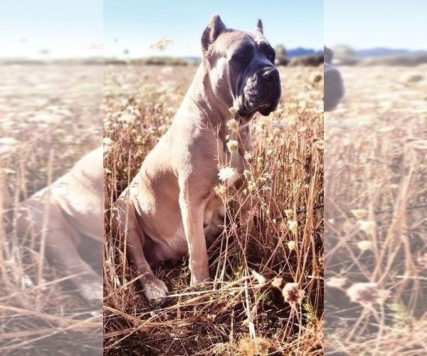 Medium Photo #1  Breeder Profile in SHERIDAN, OR, USA