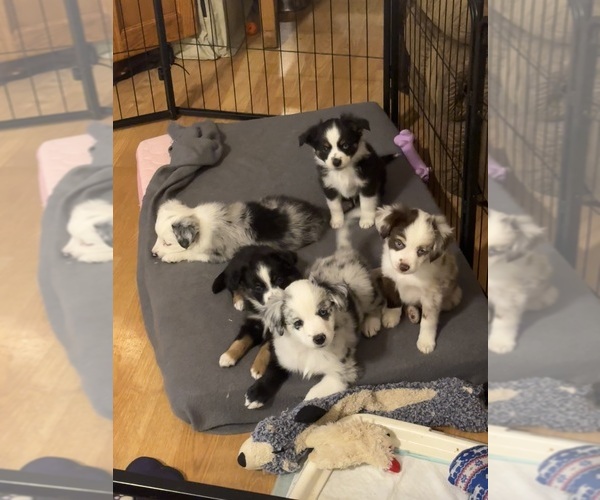 Medium Photo #1  Breeder Profile in SAINT CLOUD, MN, USA