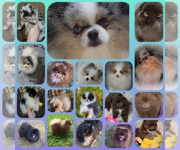 Medium Photo #1  Breeder Profile in CARLINVILLE, IL, USA