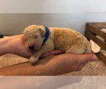 Small breeder photo