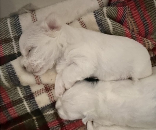 Medium Photo #7  Breeder Profile in FARMINGTON, MN, USA