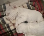 Small #6 Breeder Profile image